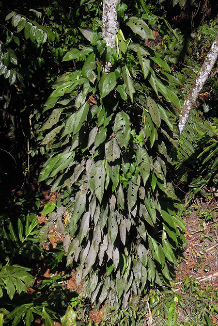 Rhaphidophora puberula