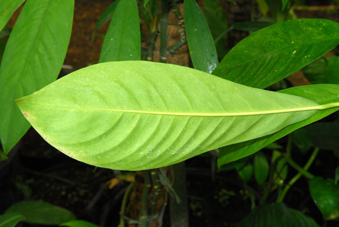 Rhaphidophora schlechteri