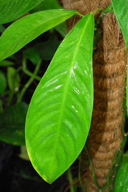 Rhaphidophora schlechteri