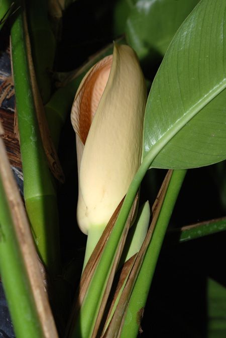 Rhaphidophora spathacea