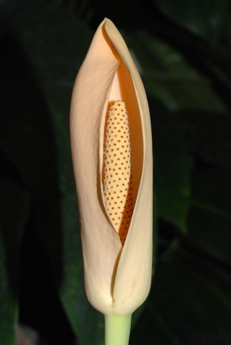 Rhaphidophora spathacea