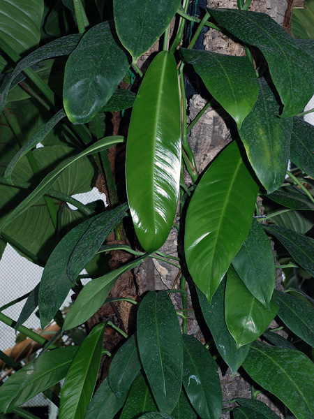 Rhaphidophora spathacea