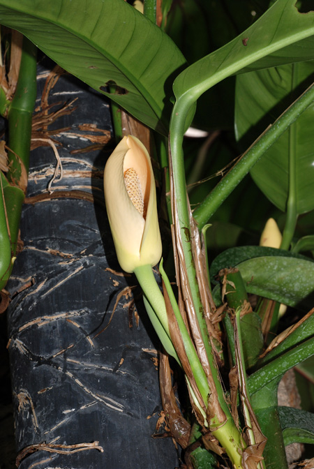 Rhaphidophora spathacea
