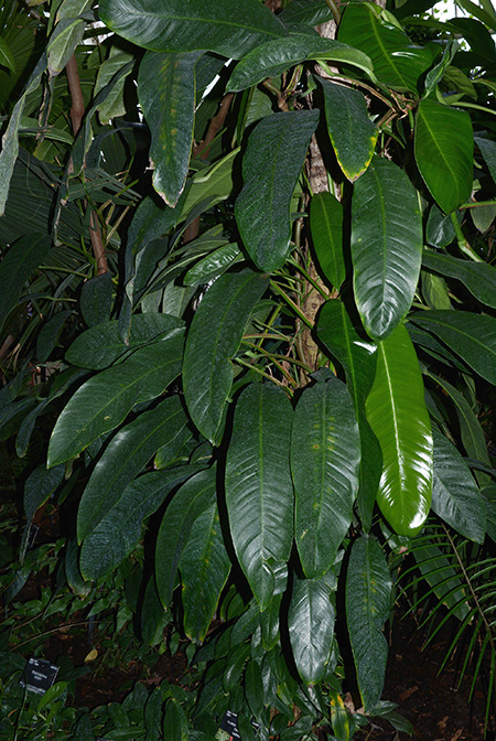 Rhaphidophora spathacea
