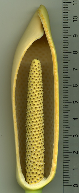 Rhaphidophora spathacea