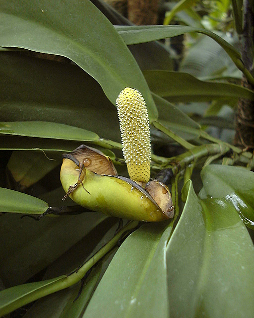 Rhaphidophora sylvestris