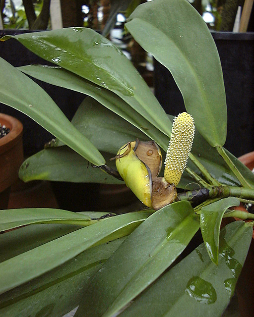Rhaphidophora sylvestris