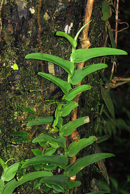 Rhaphidophora tenuis
