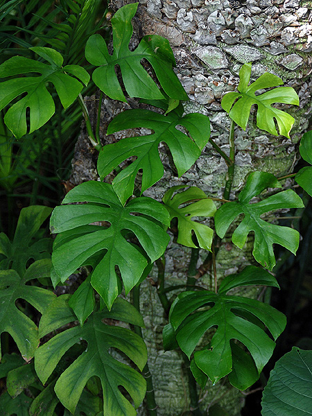Rhaphidophora tetrasperma