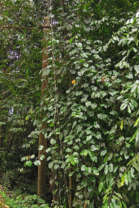 Rhaphidophora tetrasperma