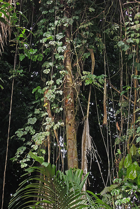 Rhaphidophora tetrasperma