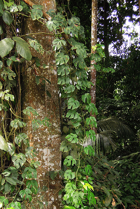 Rhaphidophora tetrasperma