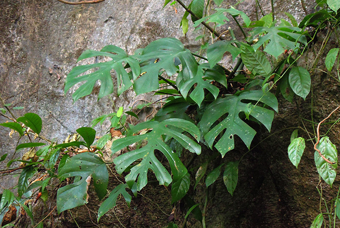 Rhaphidophora tetrasperma