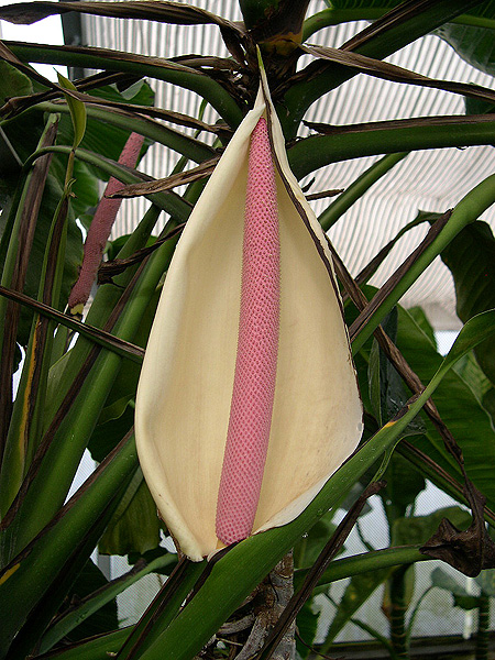 Rhodospatha latifolia