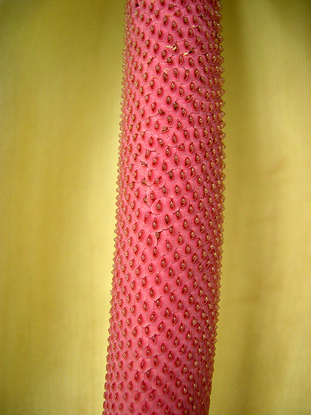 Rhodospatha latifolia