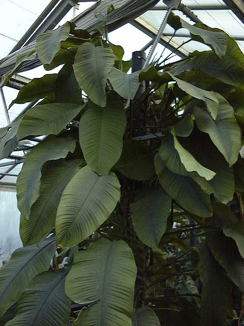 Rhodospatha latifolia