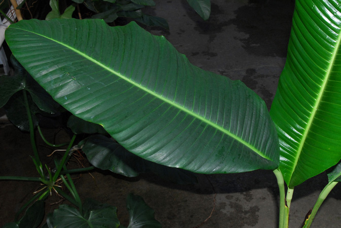 Rhodospatha moritziana