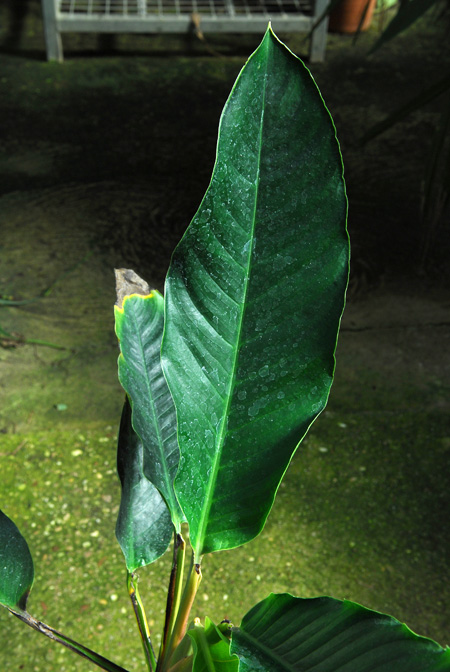 Rhodospatha bogneri