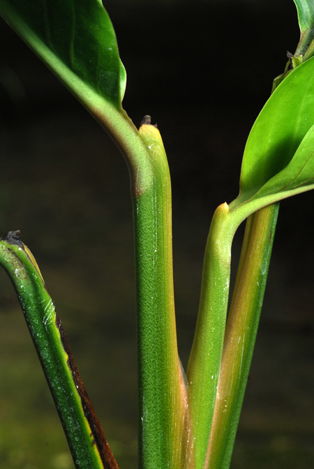 Rhodospatha bogneri