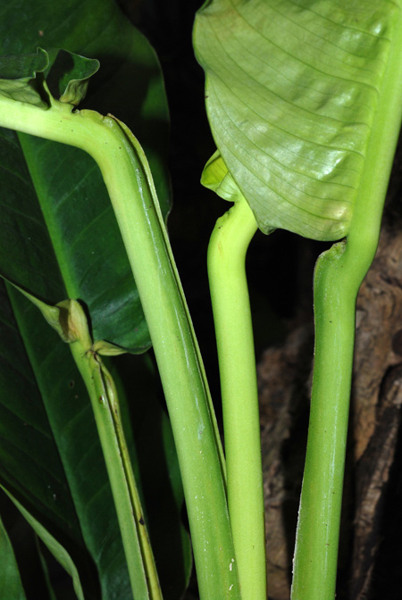 Rhodospatha brachypoda