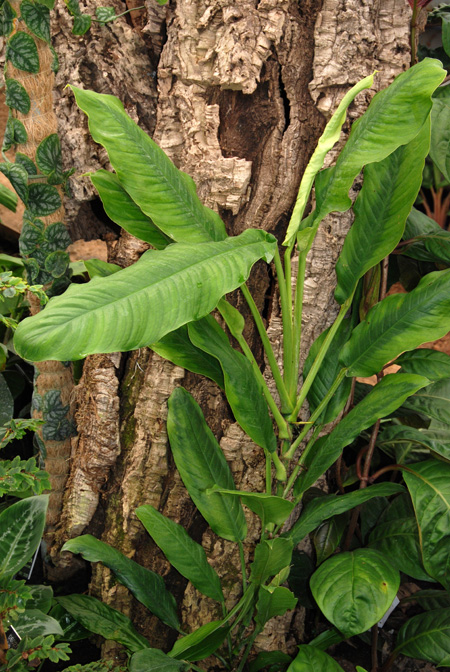Rhodospatha brachypoda