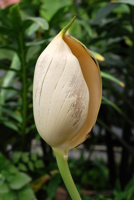 Rhodospatha brachypoda