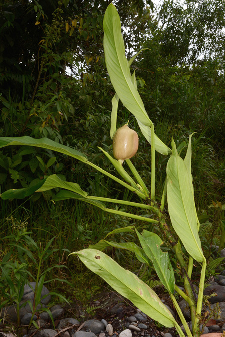Rhodospatha brachypoda