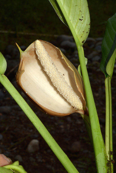 Rhodospatha brachypoda