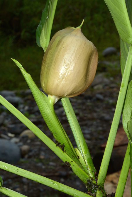 Rhodospatha brachypoda