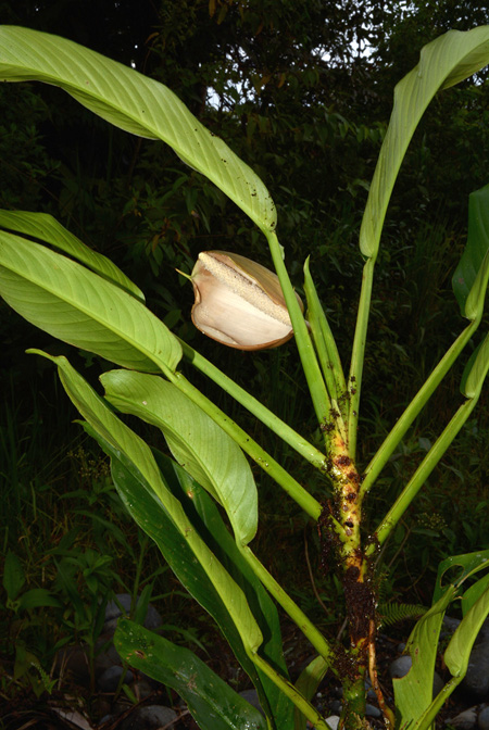 Rhodospatha brachypoda