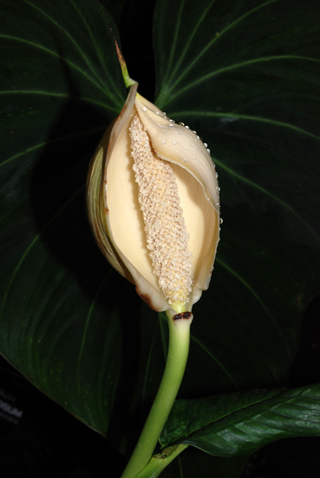 Rhodospatha brachypoda