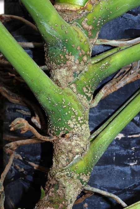 Rhodospatha brachypoda