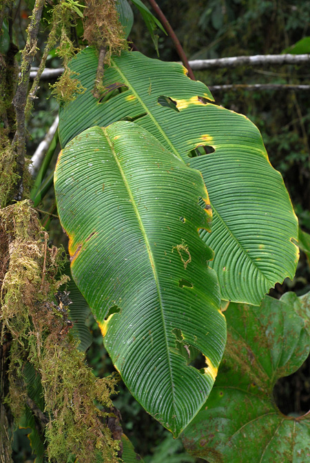Rhodospatha densinervia