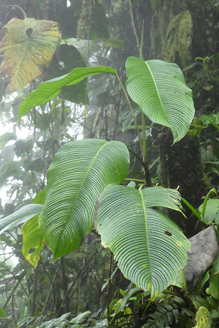 Rhodospatha densinervia