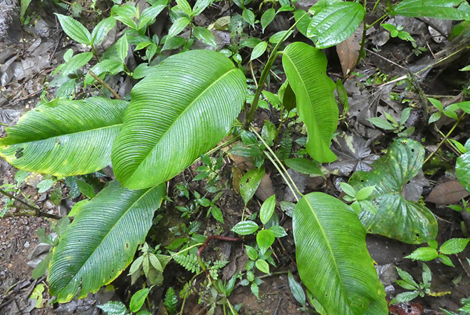 Rhodospatha densinervia