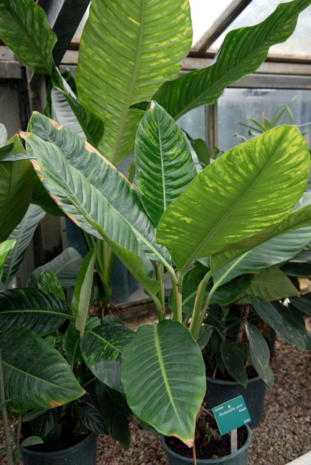 Rhodospatha moritziana