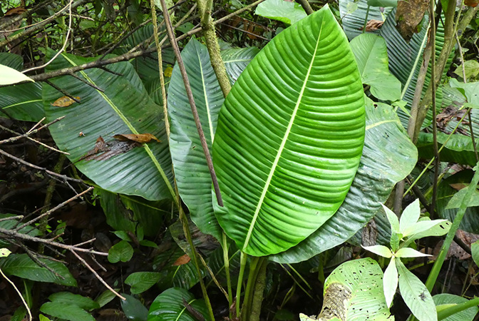 Rhodospatha moritziana