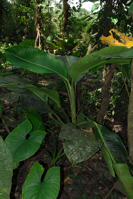 Rhodospatha moritziana