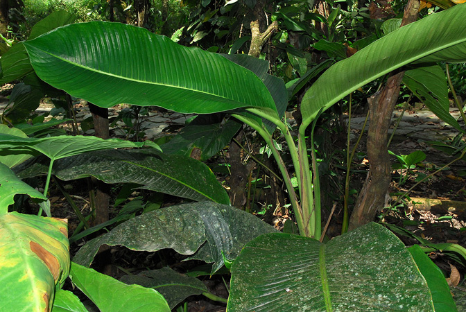 Rhodospatha moritziana
