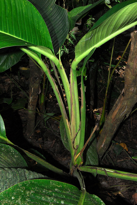 Rhodospatha moritziana
