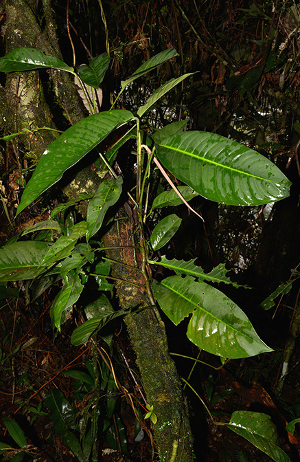 Rhodospatha neillii