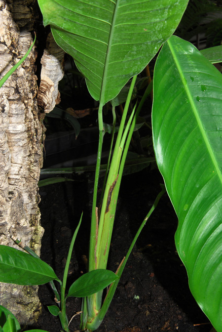 Rhodospatha oblongata