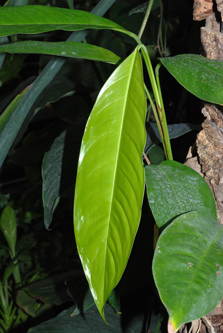 Rhodospatha oblongata