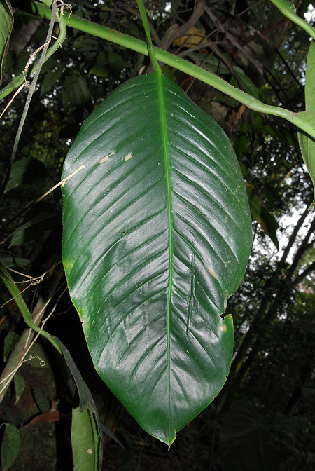 Rhodospatha oblongata