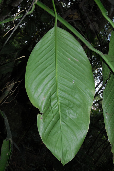 Rhodospatha oblongata