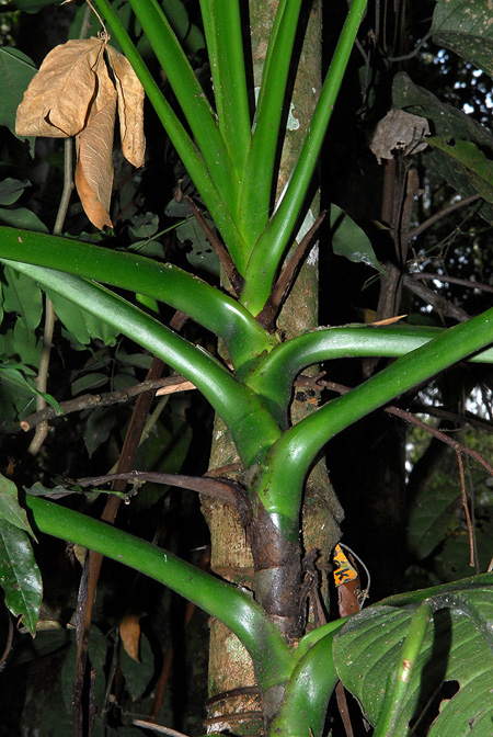 Rhodospatha oblongata