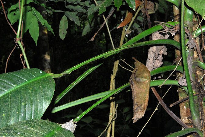 Rhodospatha oblongata