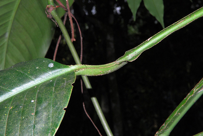 Rhodospatha oblongata