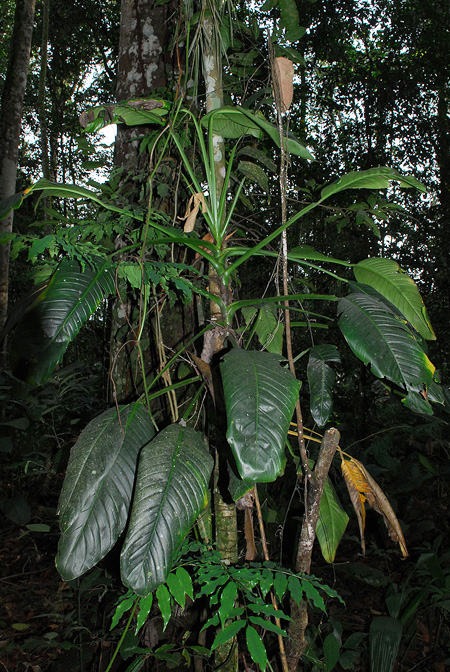 Rhodospatha oblongata
