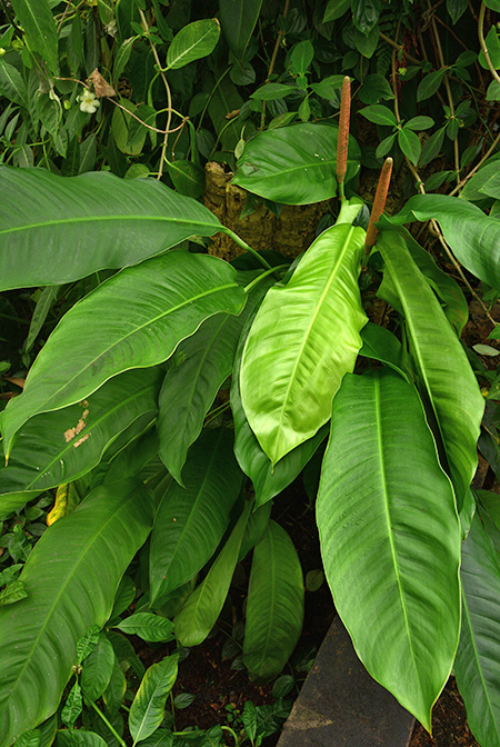 Rhodospatha oblongata